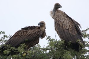 Vultures Safari Wildlife