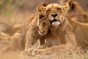 Two lions in Hwange National Park
