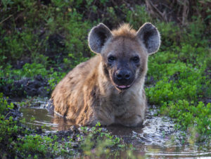 Hyena Safari