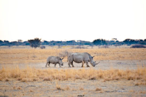 Rhino Botswana Wildlife