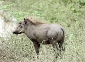 Warthog Wildlife Hwange