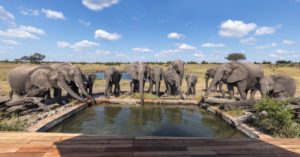 Elephant Pool Somalisa