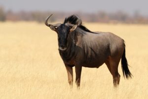 Wildebeest Safari Wildlife