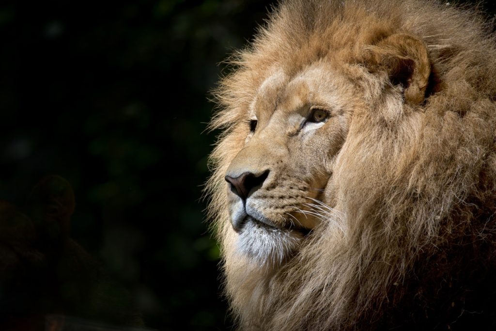lion en afrique