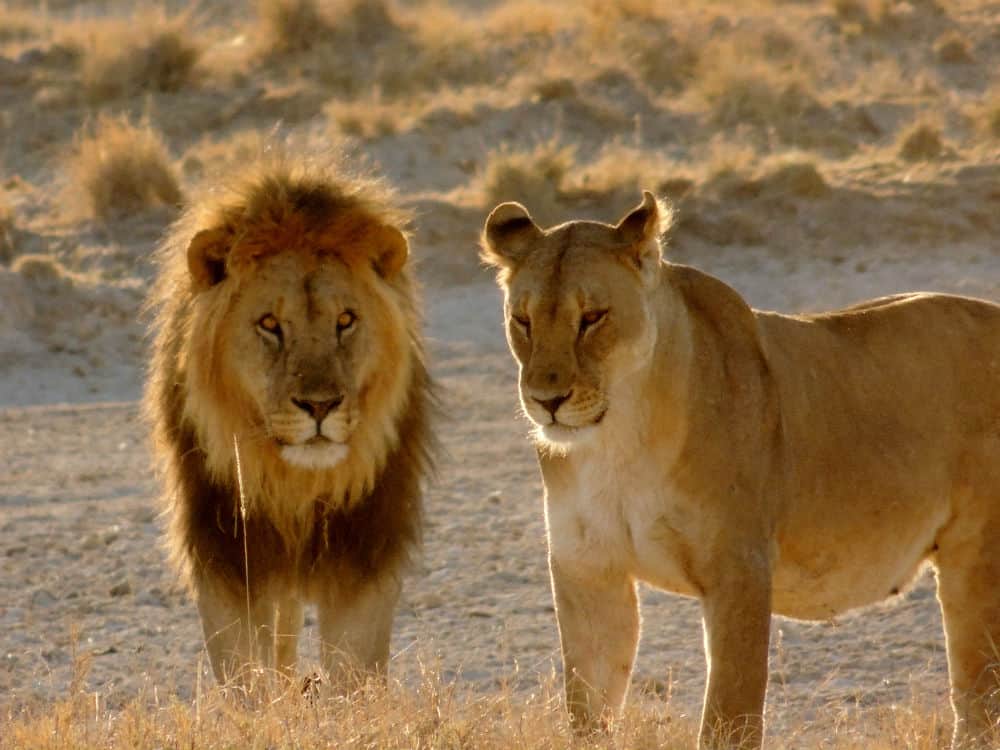 african lions