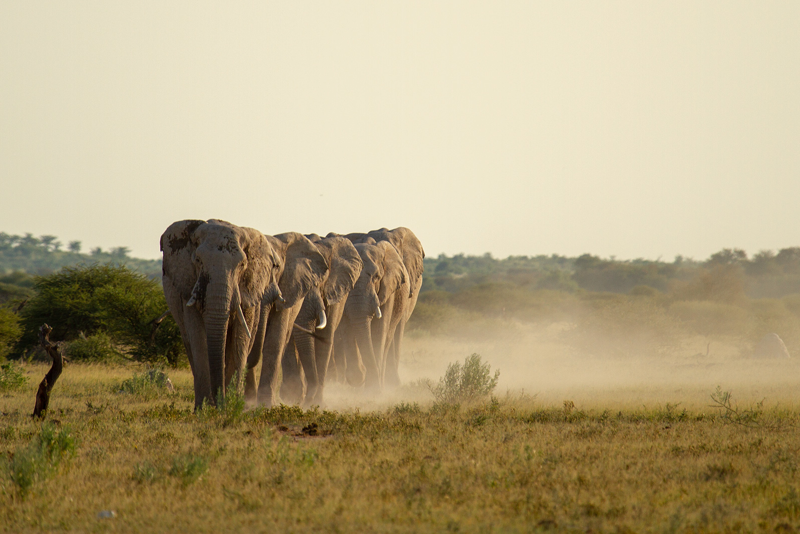 Migration-Expeditions-Nxai-Pan-Botswana-Shaun-Stanley-2015--elephants-walking-in-dust-to-waterhole African Bush Camps